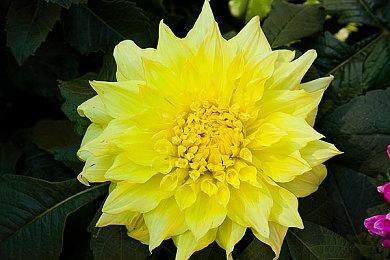 《奥日》总监谈《GTA6》定价 不应超过69美元